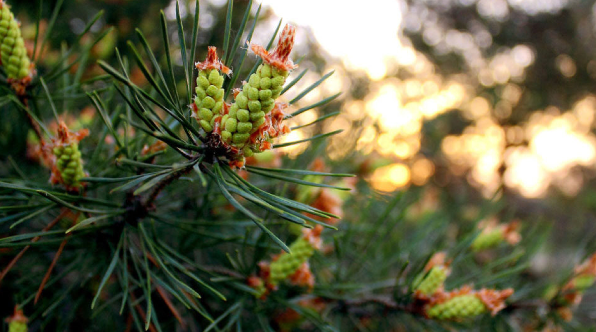 Осенний уход за хвойниками включает в себя несколько действий: внесение удобрений, обрезку, обработку, мульчирование и зимнее укрытие (источник фото: kp.ru)