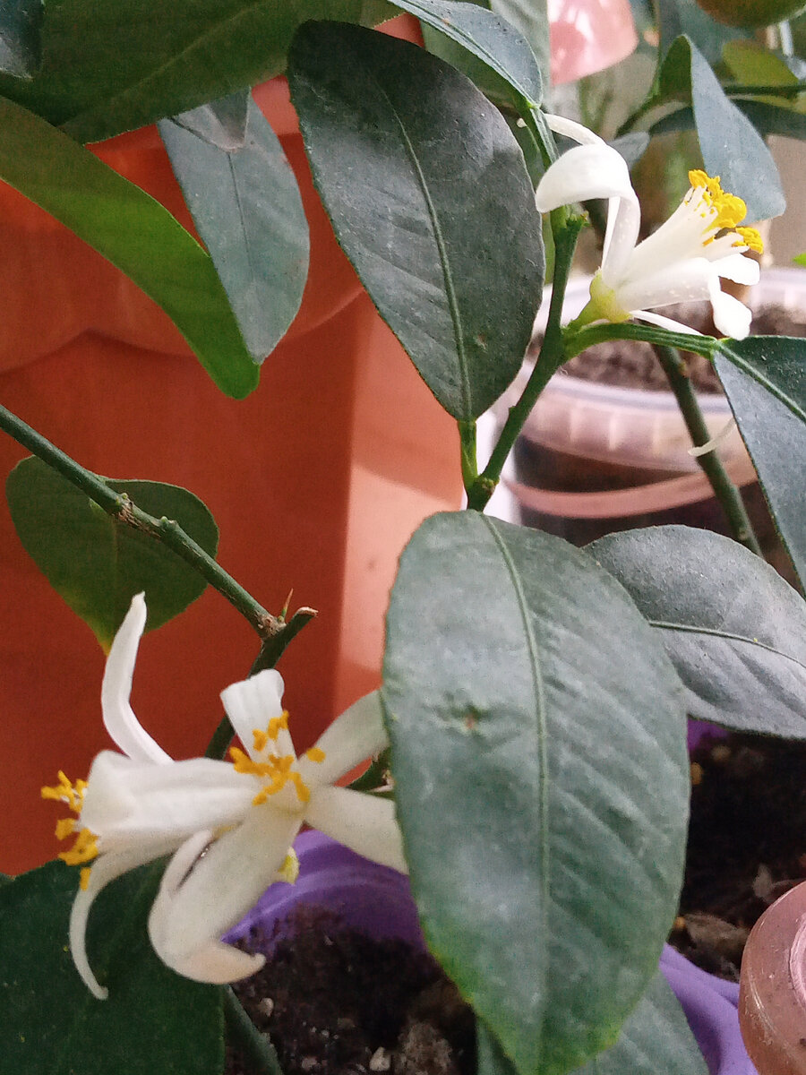 Лайм Рангпур цветение