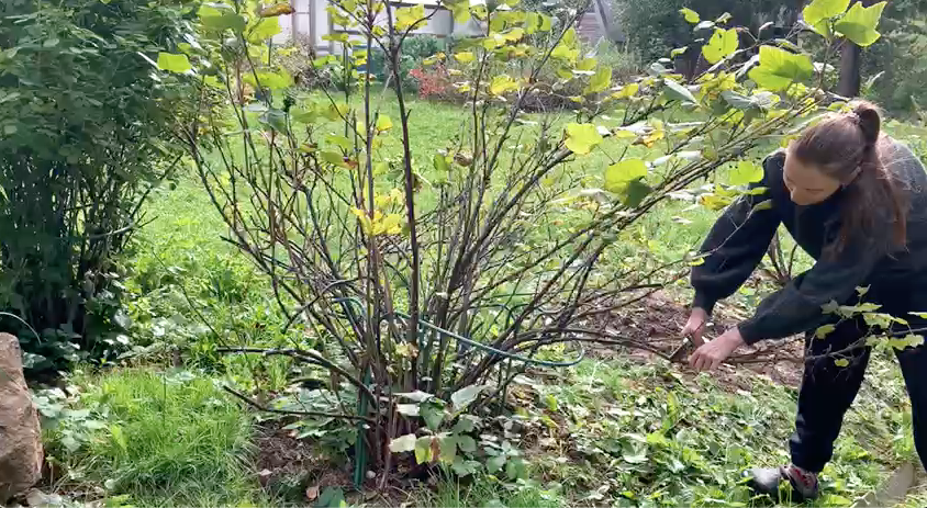 укорачиваем боковые ветки