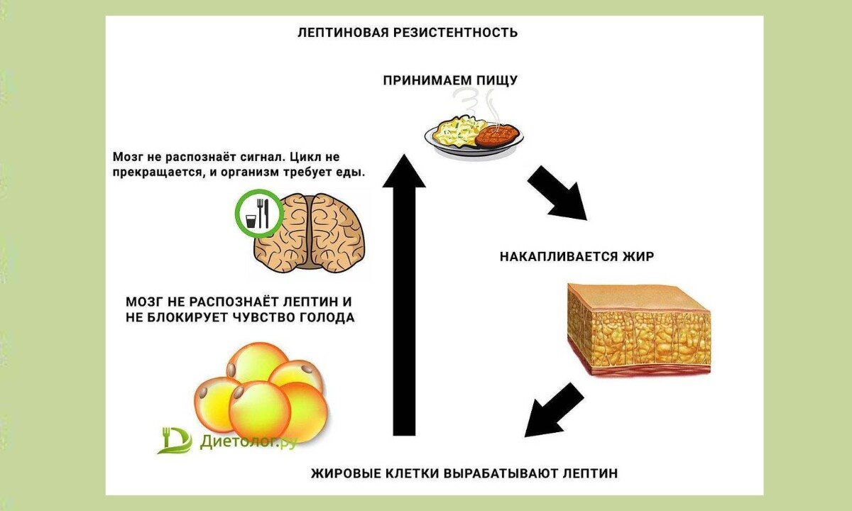 Гормон лептин - главный виновник ожирения. 9 способов ввести его в ...