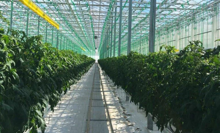    ООО «Экоферма «Кушкульские теплицы» стало 31 участником нацпроекта Кристина Просвиркина