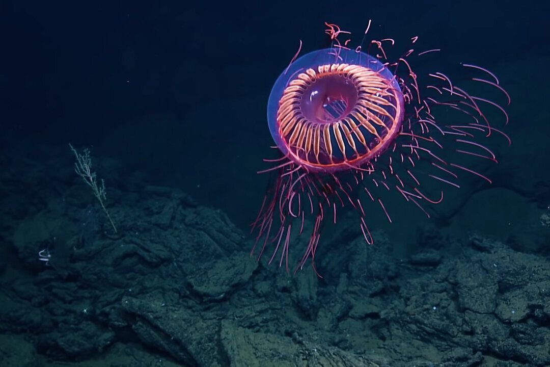 В глубоководных океанах отсутствуют. Медузы. Глубоководные медузы. Подводный мир медузы. Красивые медузы.