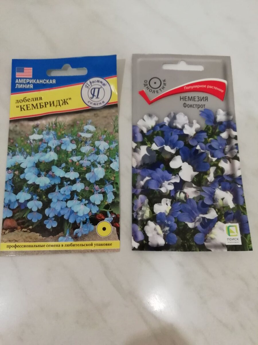 Лобелия и немезия