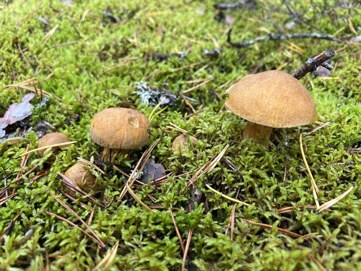 Маслёнок (моховик) желто-бурый (Suillus variegatus) | Грибы и их виды  (Поющий грибник) | Дзен