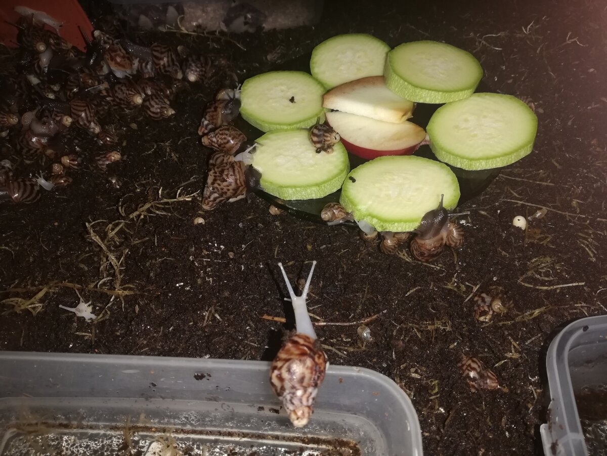 Кто-то, что-то жуёт. Улитки Ахатины на ужине.