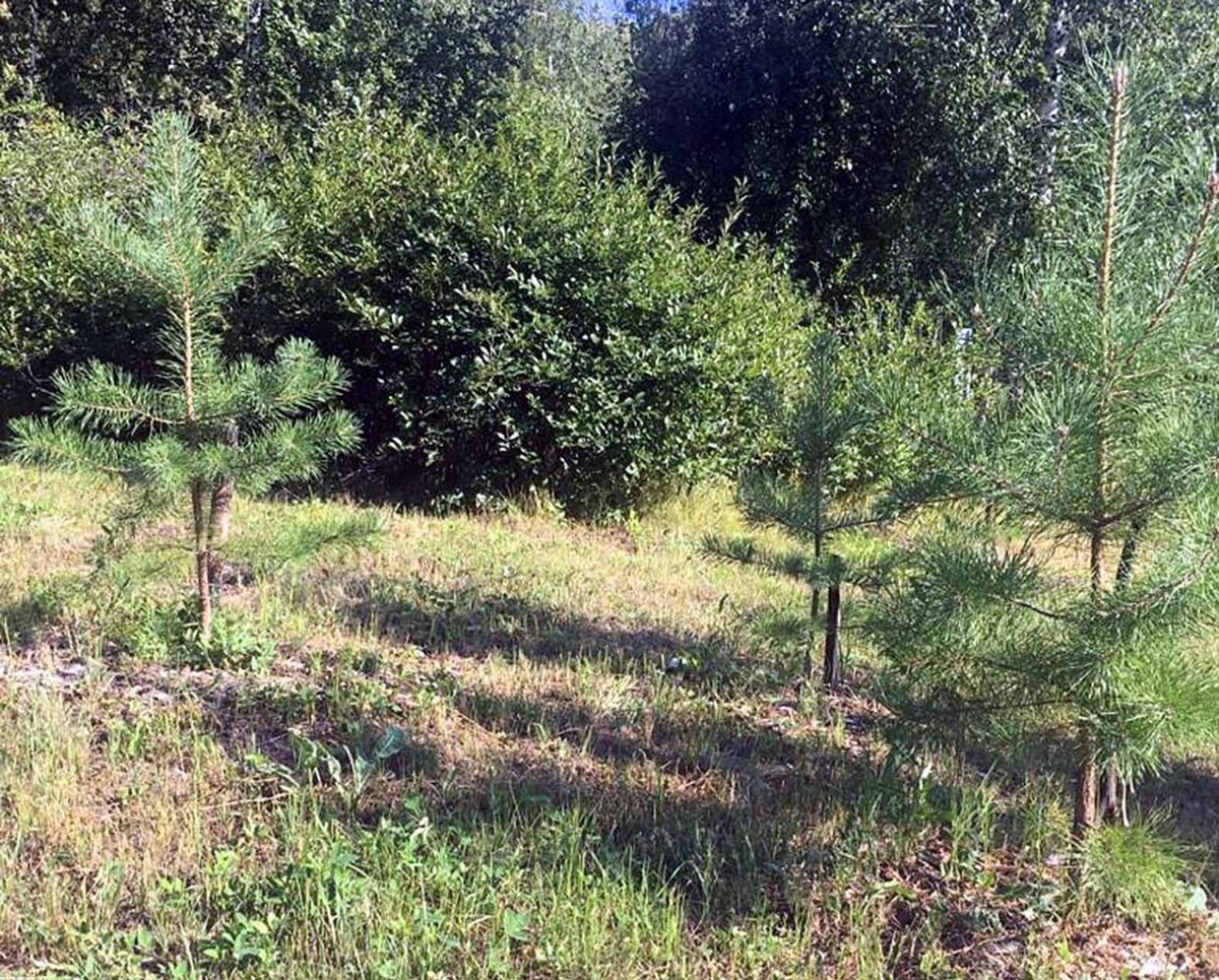 Молодые сосны украсили окраину деревни. Фото автора