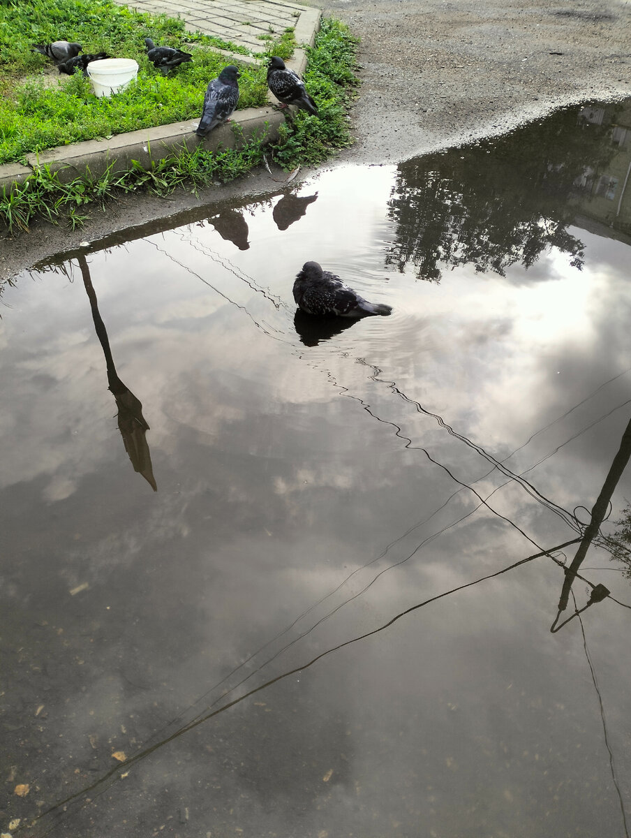 Бедным голубям приходиться мыса в грязных лужах 