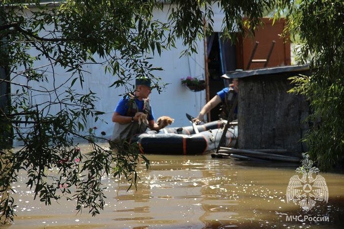    Многие пострадавшие от паводка оставляли своих питомцев в подтопленных домах и пристройках. Фото: Пресс-служба ГУ МЧС России по Хабаровскому краю