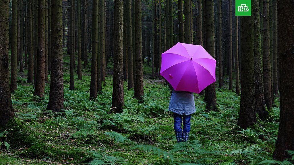    Выжить в лесу: что делать, если вы заблудились