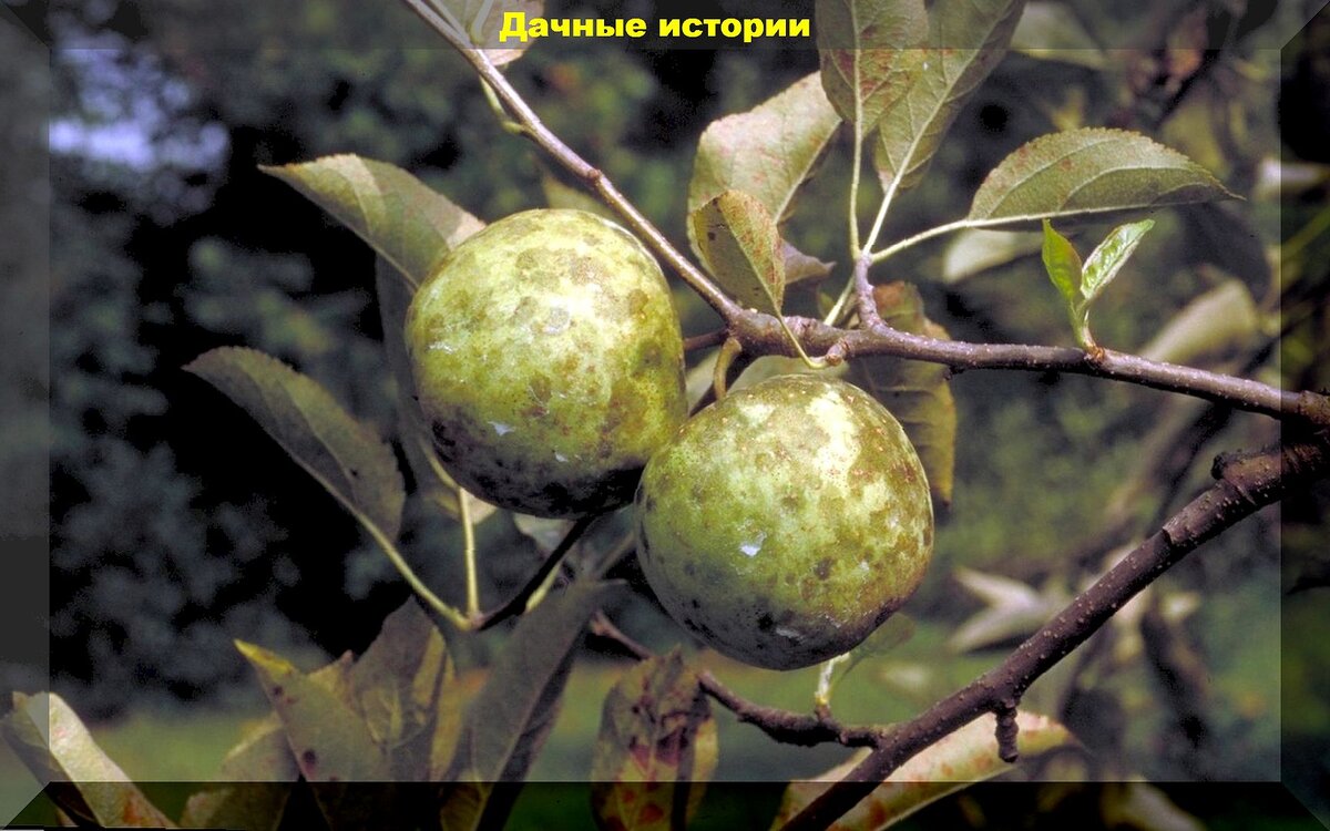 Трескаются и гниют плоды груши на дереве: 5 вещей, которые нужно сделать весной