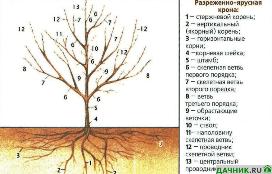 Обрезка алычи весной для начинающих в картинках пошагово