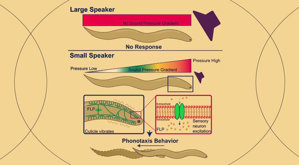   Can Wang et al. / Current Biology, 2023