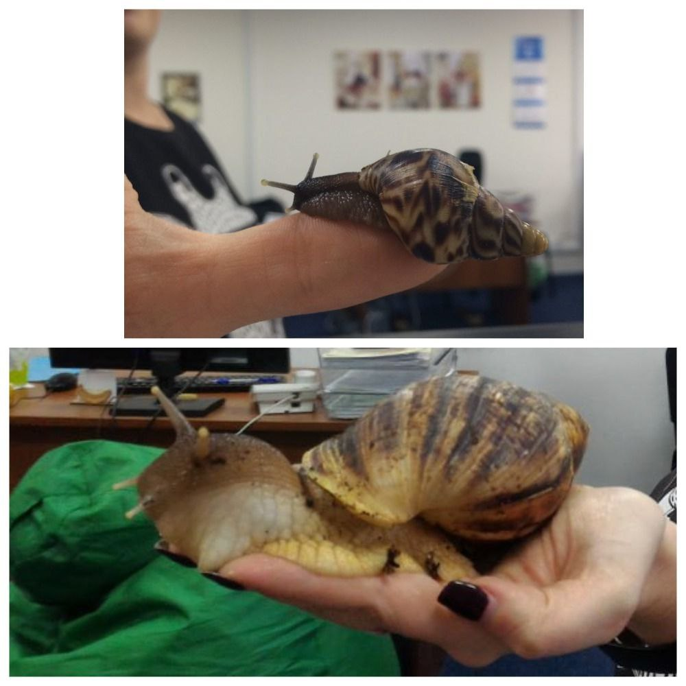 А это, чтоб вы понимали, наш Парамон на одной и той же руке сидит - "детское" фото и "взрослое". Фигасе, он вымахал! Или это рука уменьшилась всё-таки? 😂