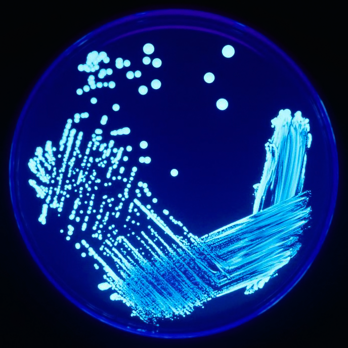    Legionella sp. под ультрафиолетовым излучением. Источник: Public Domain
