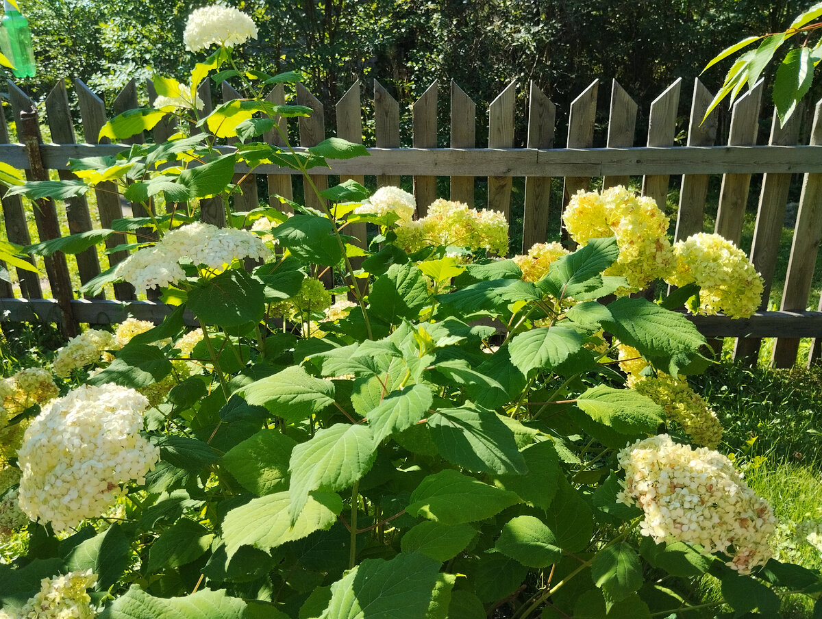 Гортензия древовидная