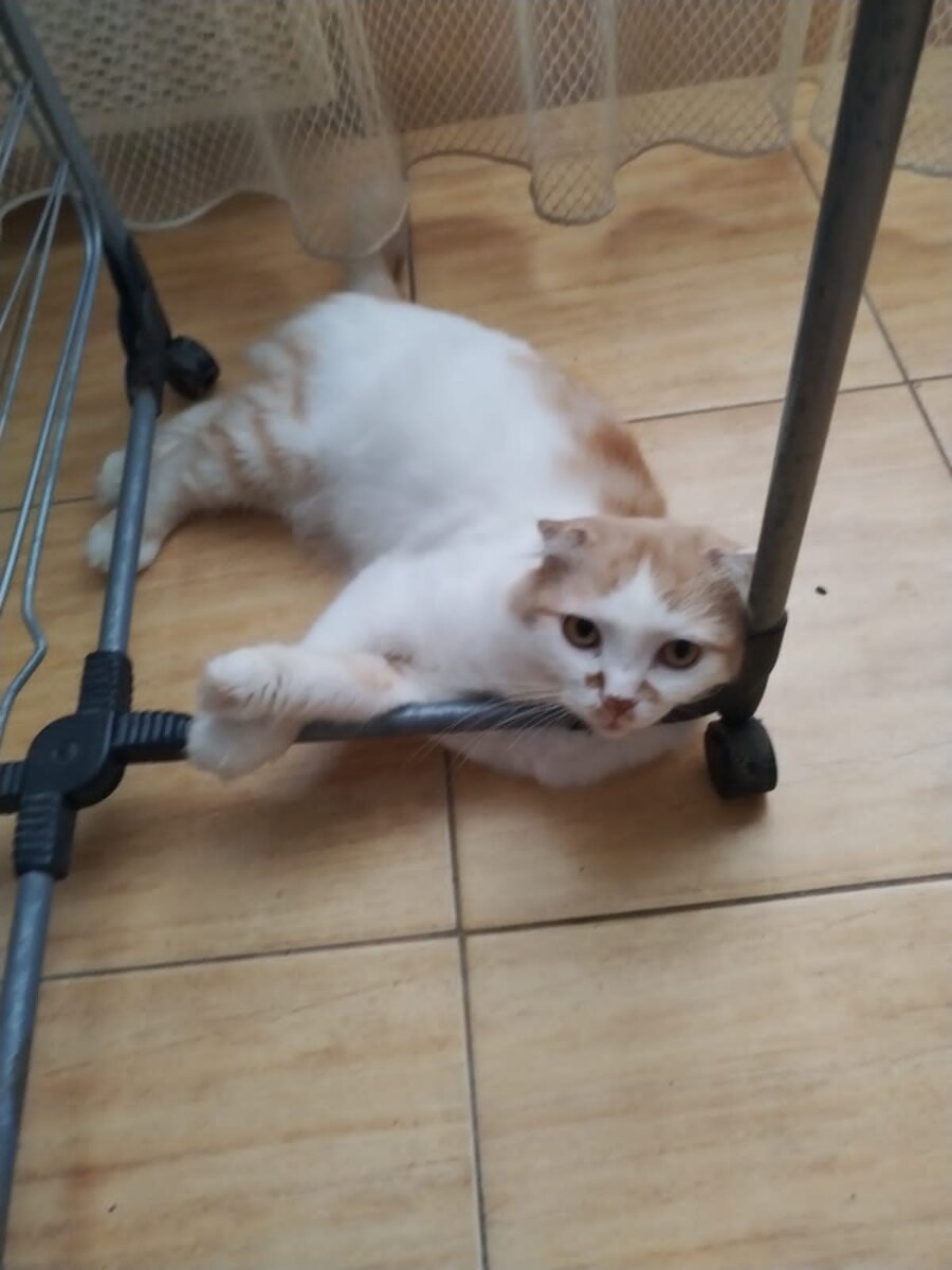 Маркиз дома