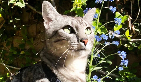 Характеристика кошек Египетская Мау