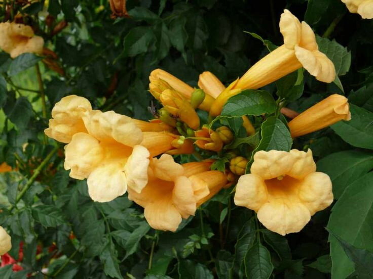 Campsis radicans ‘Flava’