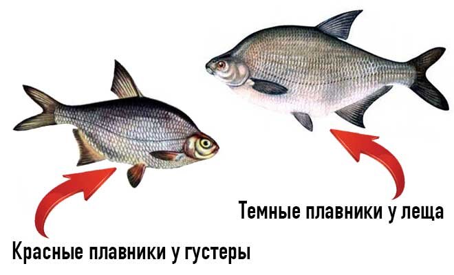    Густеру от леща отличает ее необычайная активность - она сдается только после утомительной борьбы. Некоторые особи могут выскочить на край подсачка и возобновить борьбу.