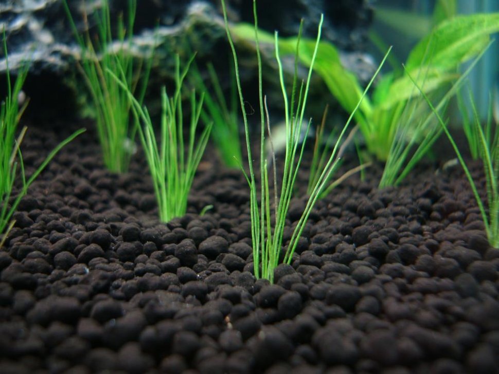 Еще один питательный грунт. 