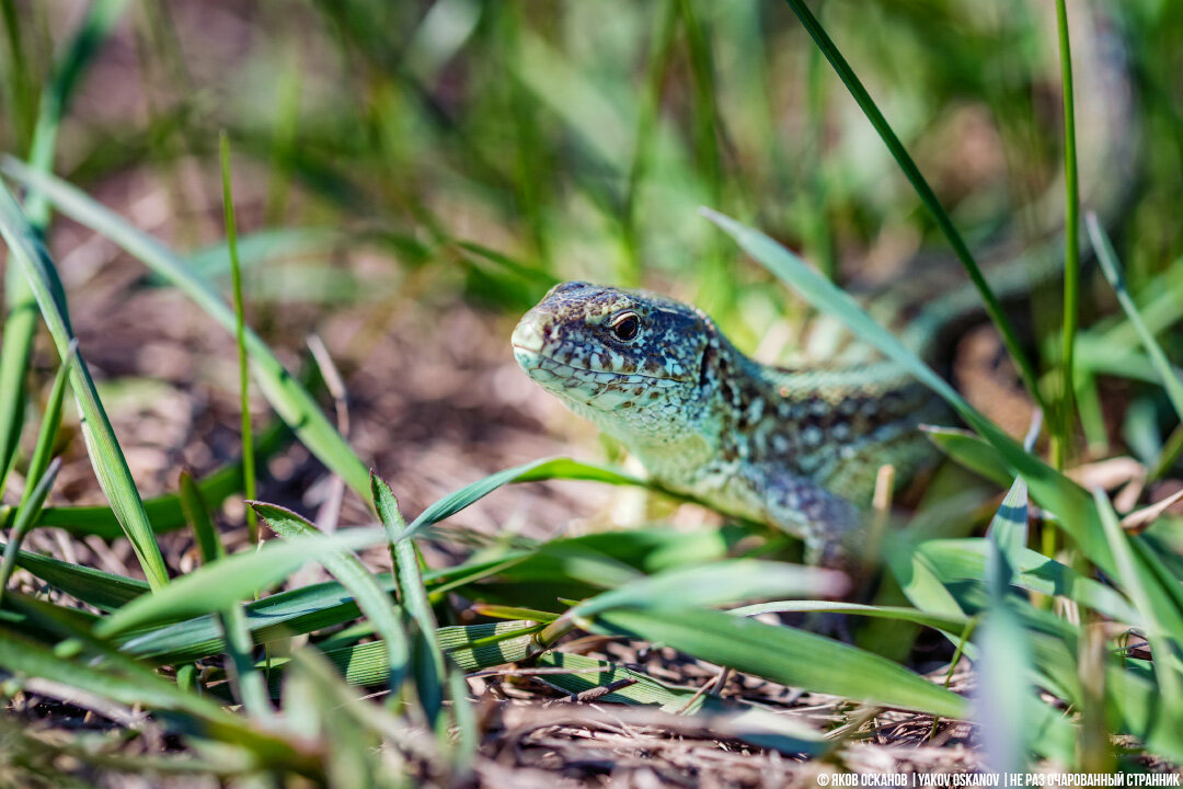 Прыткая ящерица (Lacerta agilis)