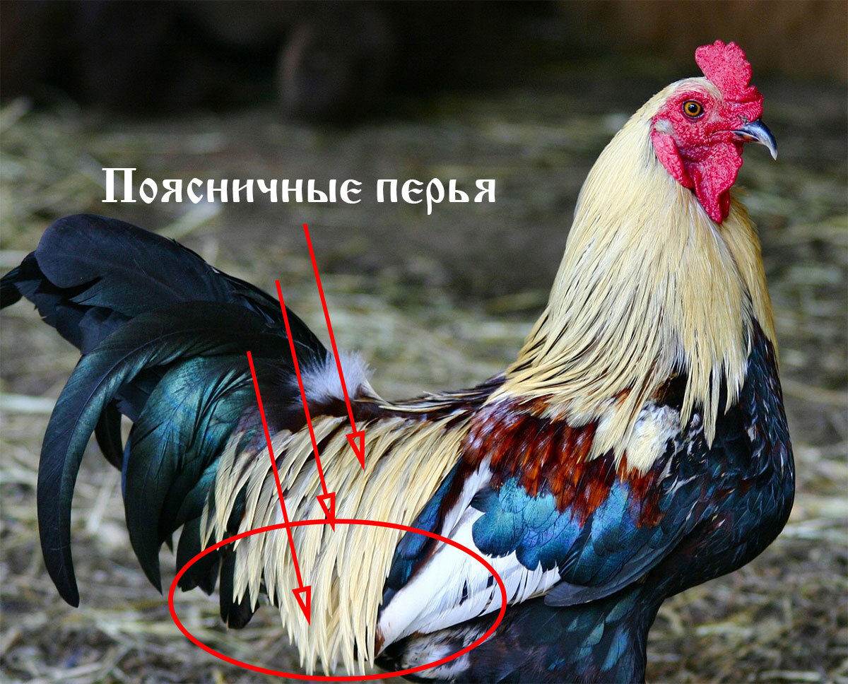 Поясничные перья у петуха