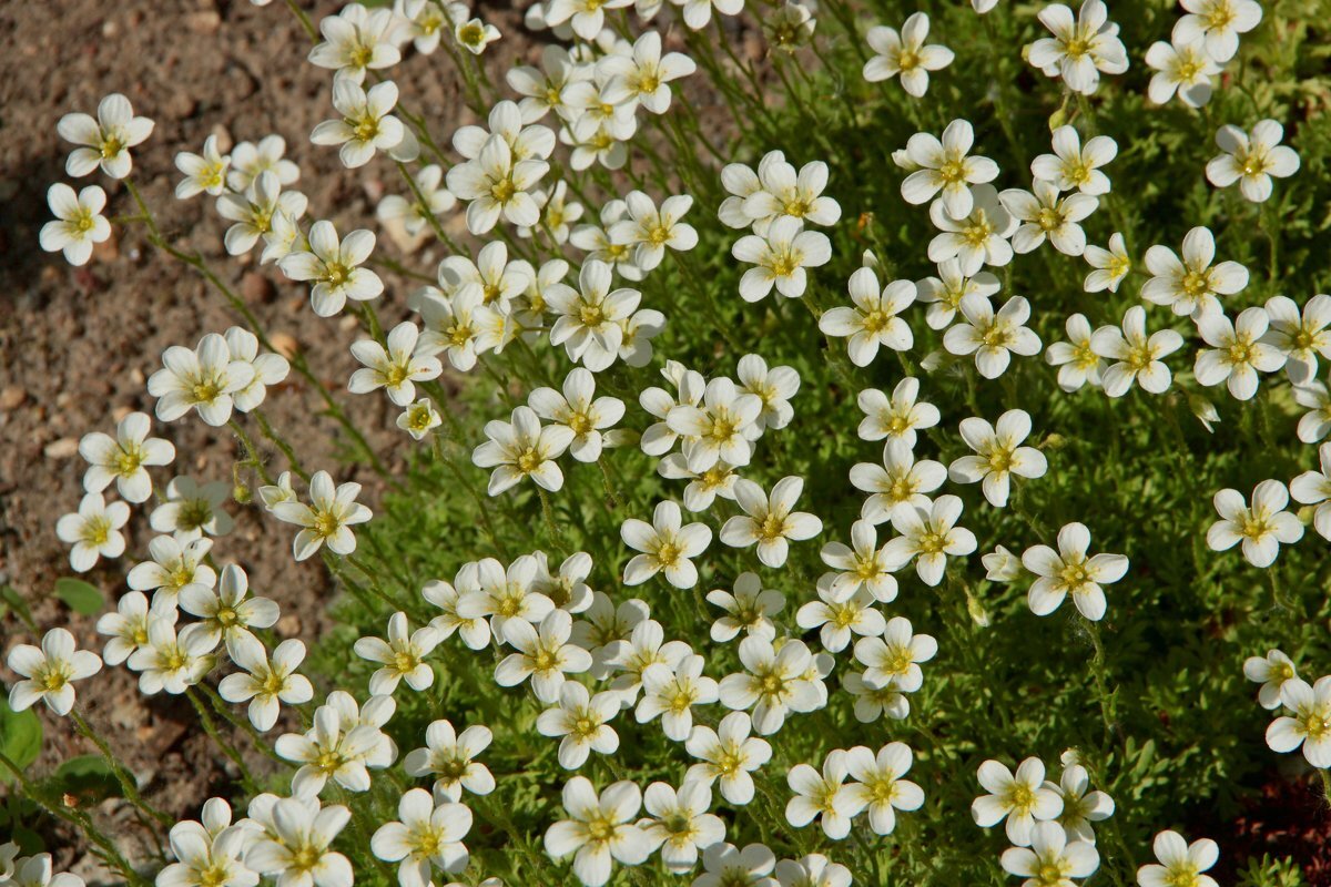 Яндекс Картинки - Камнеломка