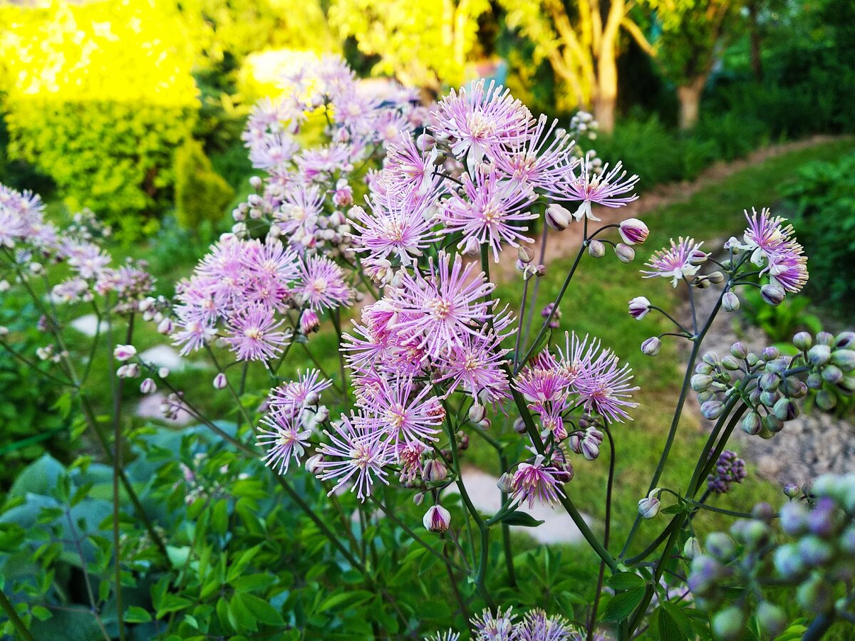Соцветия в полуроспуске