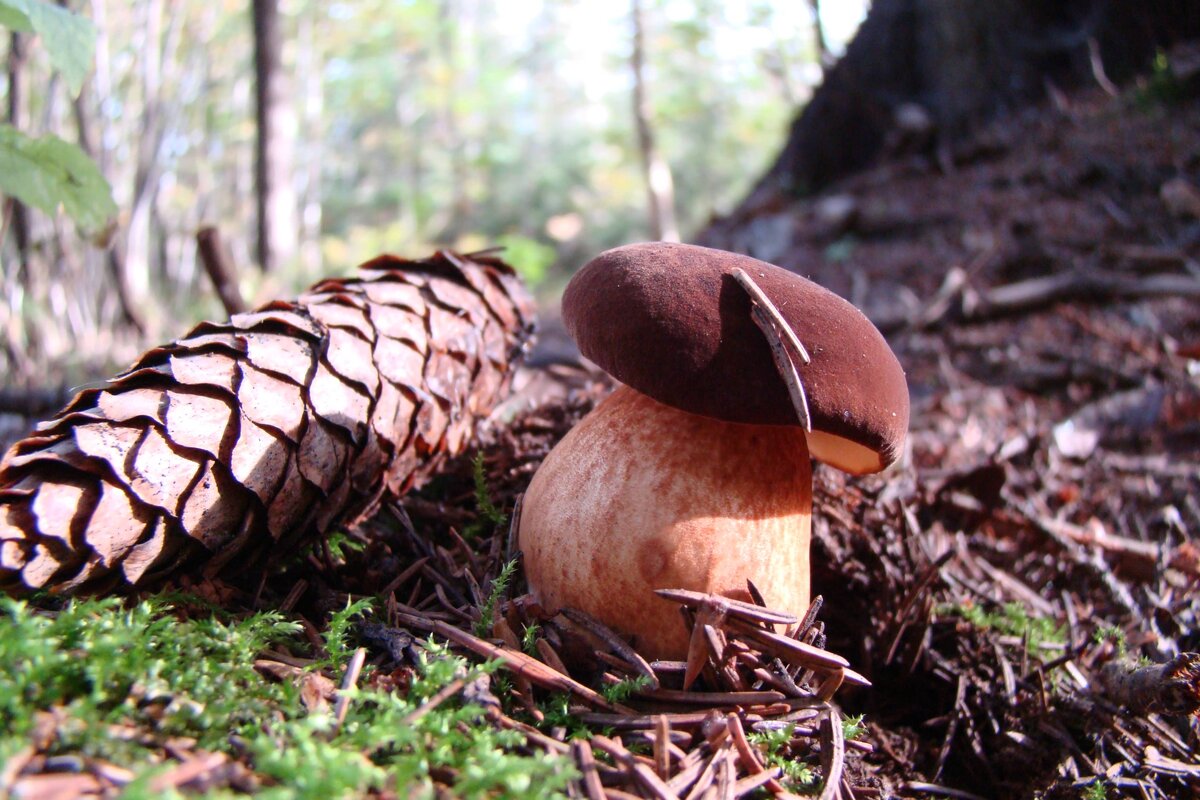 Мой лучший снимок польского.