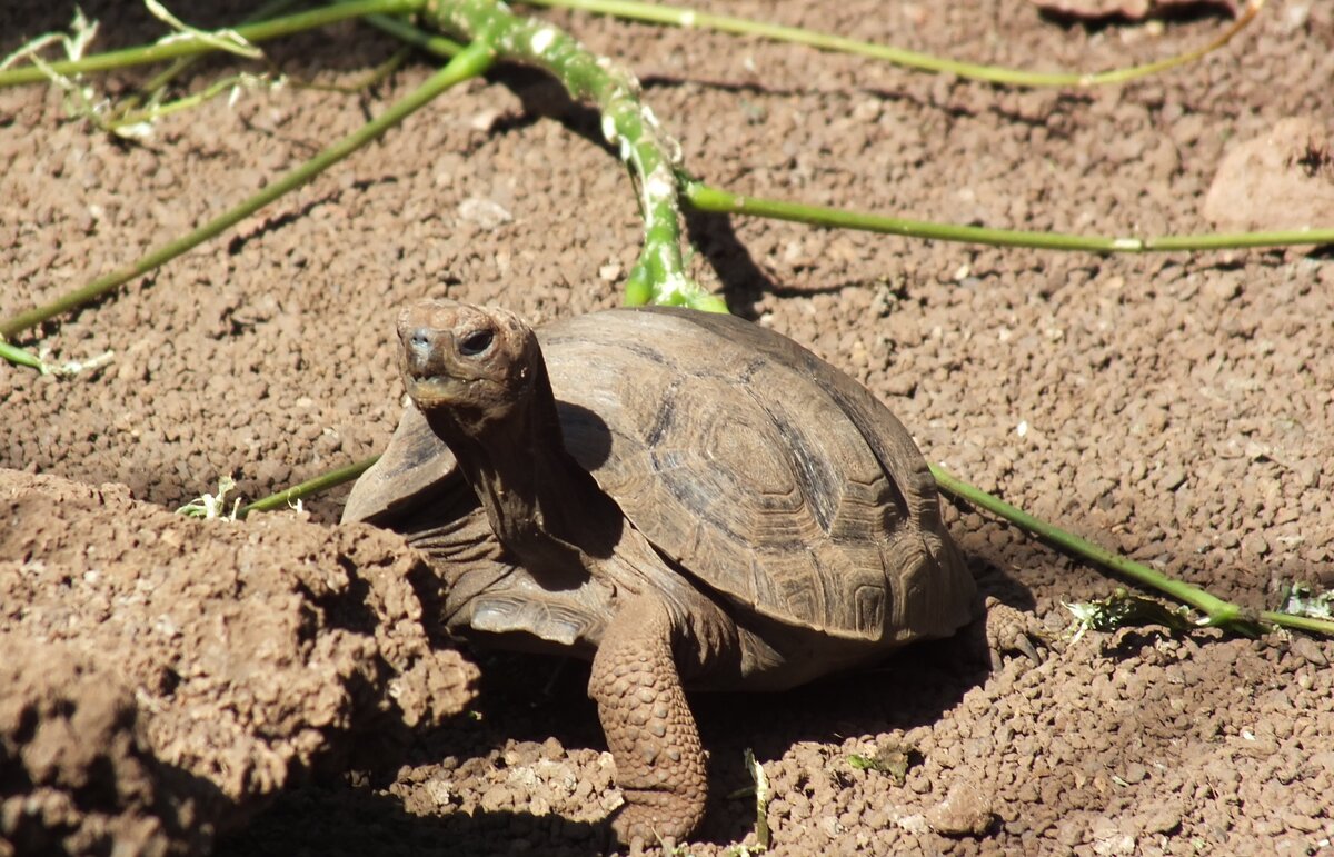 взрослая среднеазиатская черепаха. станция дарвина галапагосы. кумберлендская черепаха. как выращивают черепах. красноухая водяная черепаха.