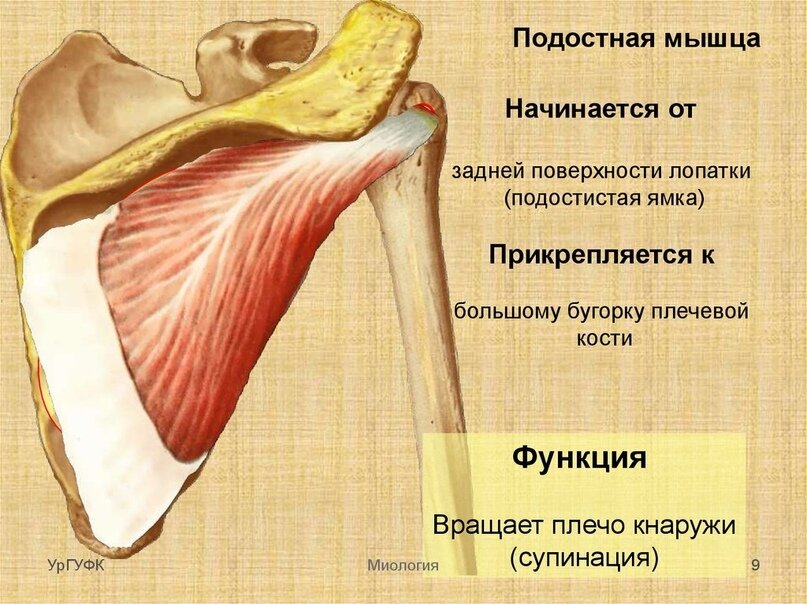 Подостная мышца: функции и уход