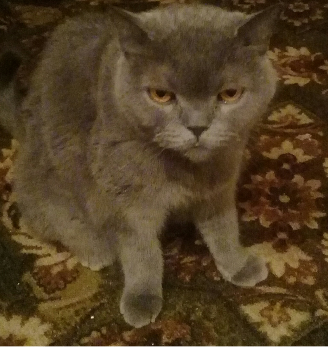 Кот Барон. Фото автора истории. 