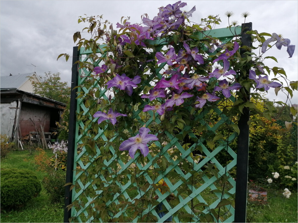 2. Самодельная шпалера с клумбой для цветов. 1 год спустя.