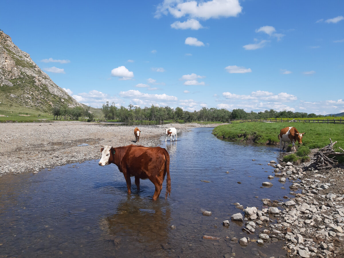 Погода в усть коксе на 10 дней. Алтай село Усть-кокса. Село Усть кокса Республика Алтай. Горный Алтай село Усть кокса. Усть-кокса Алтай пагран городок.