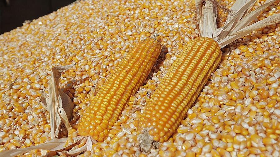 В качестве исходника решено было взять продукт перегонки кукурузы. Фото: TASS/ZUMA