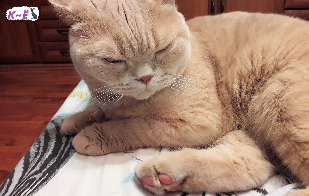 Кот Матвей ленится