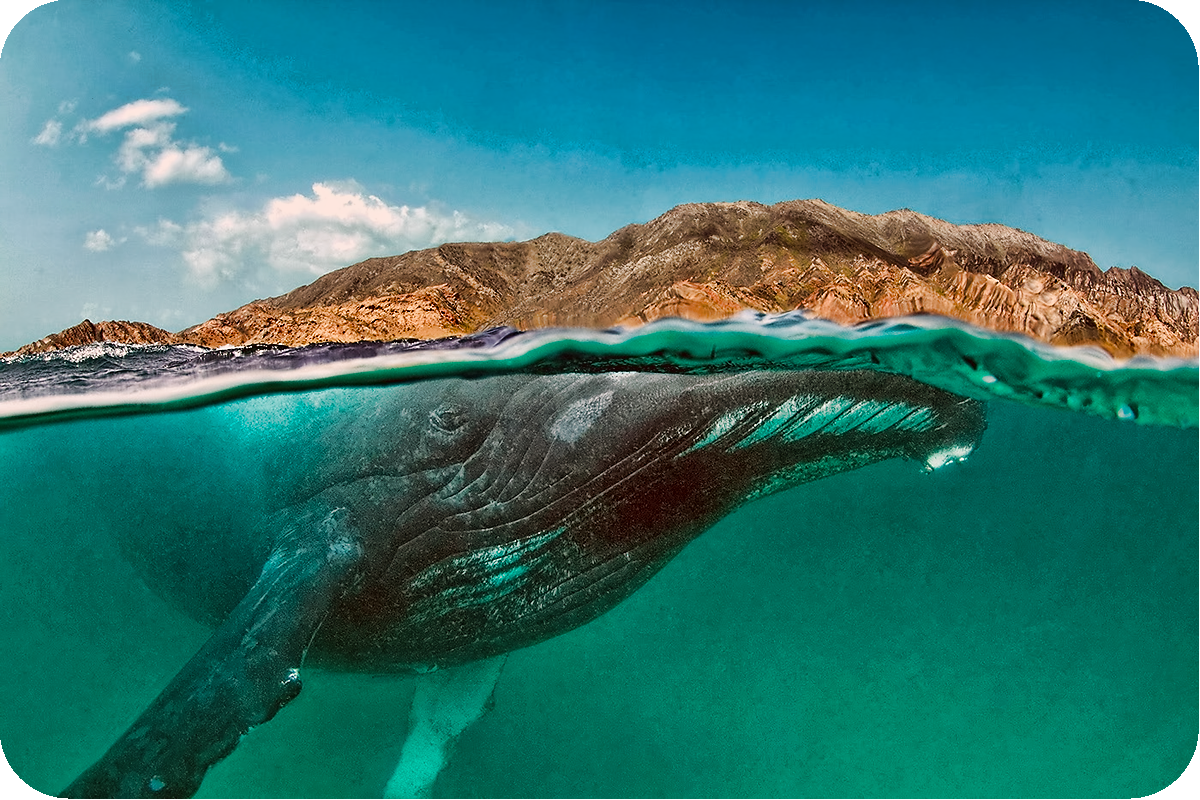 Горбатый кит, султанат Оман.  | Автор фото Тобиас Фридрих.