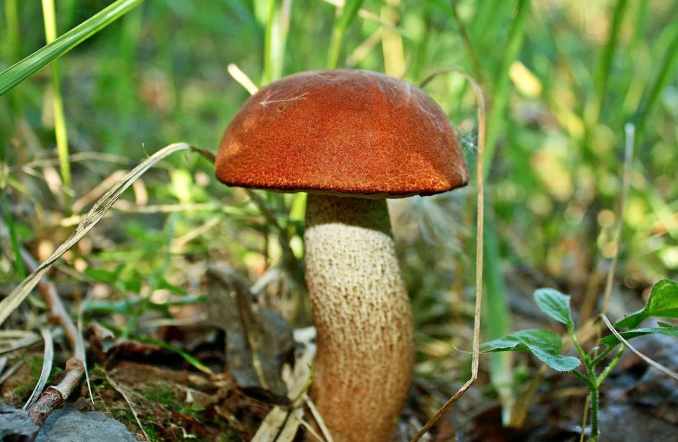 Подосиновик. Из источников в свободном доступе