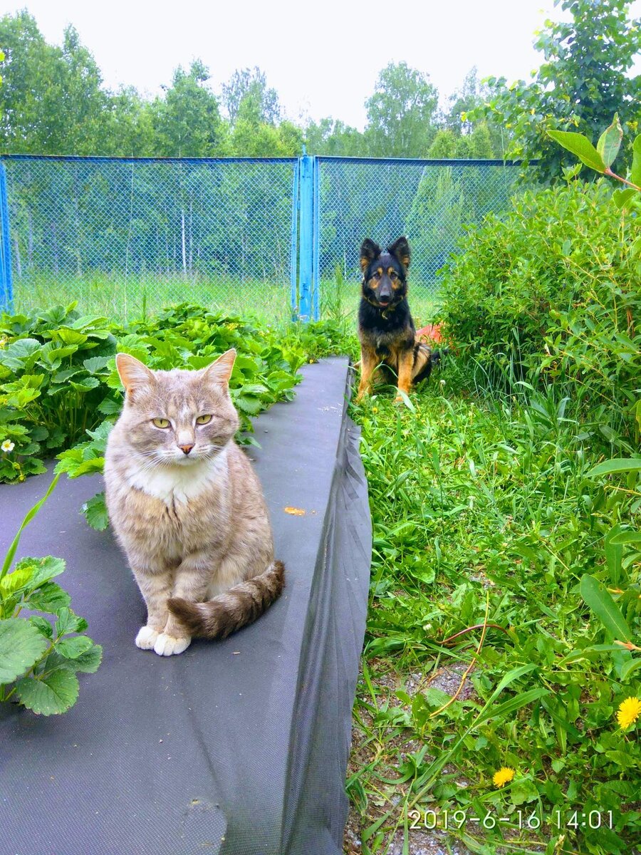 Тимофей и Герда живут мирно.