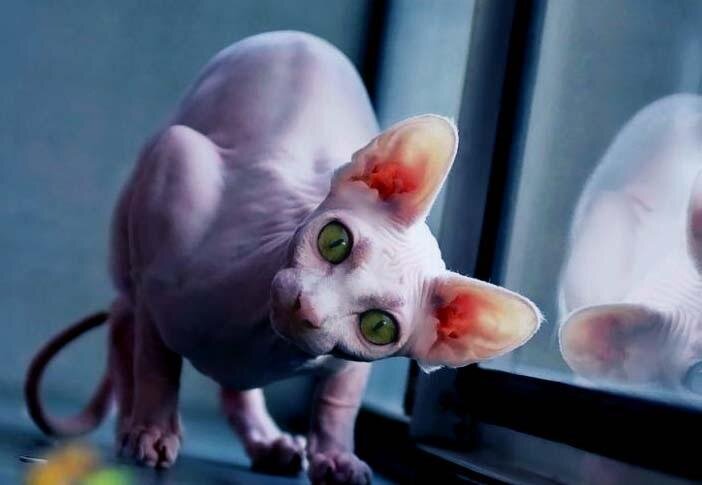 Взгляд «инопланетной» кошки