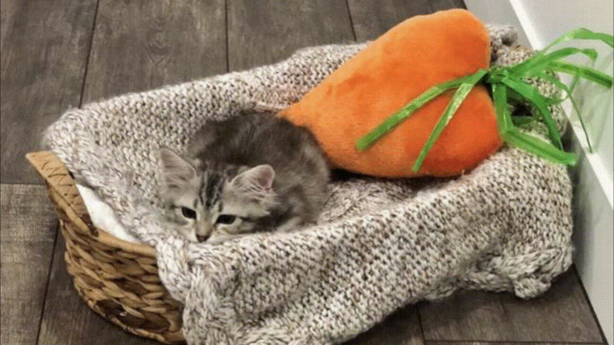 Как быстро растут чужие дети...то есть кошки...