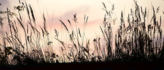 Фото с сайта Pixabay.com