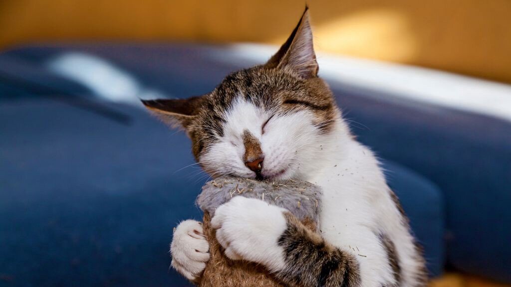 Кошачья мята
