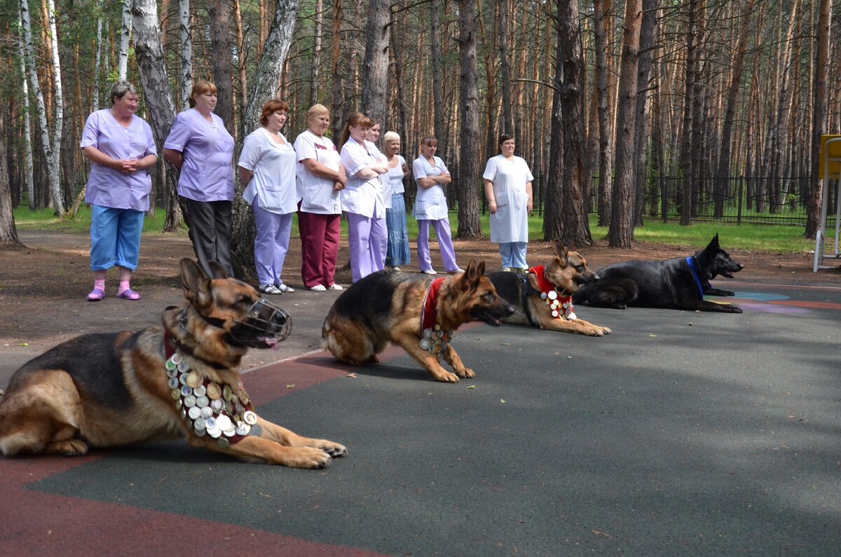 Кинолог Барнаул. ОКД В Сокольниках. Сокольники дрессировка собак. Дрессировка собак Екатеринбург Уралмаш.