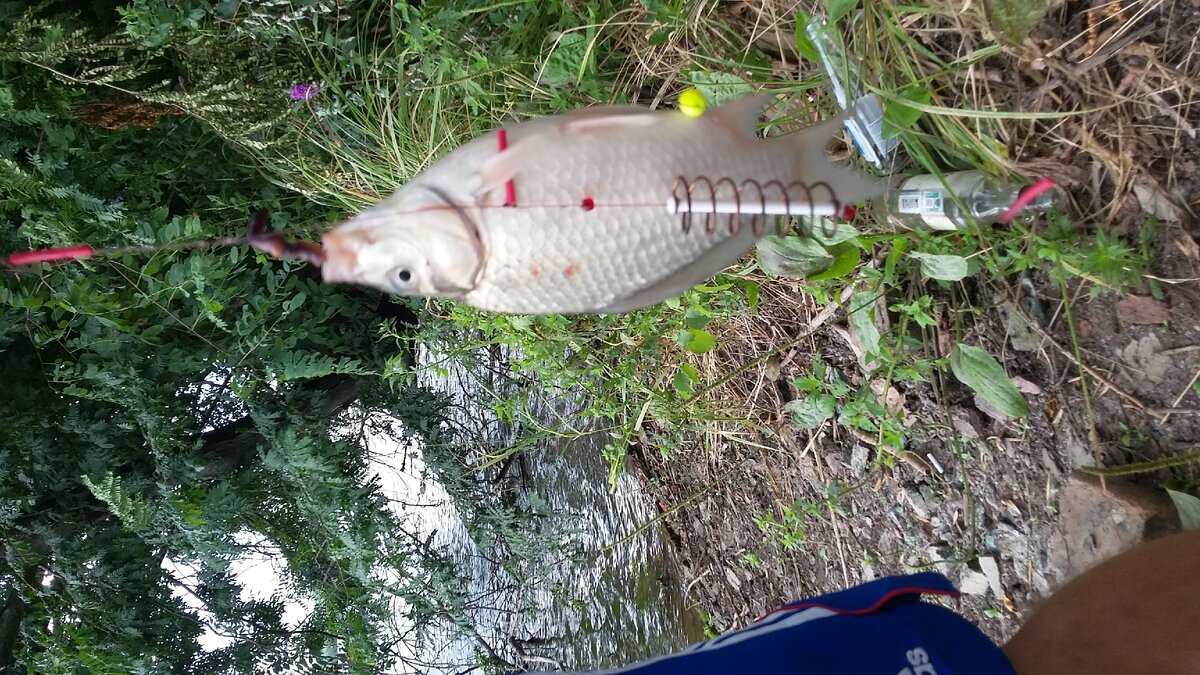 Рыбалка, карась