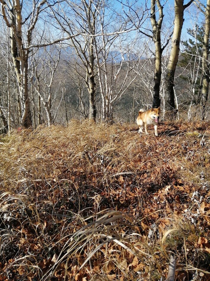 Закуска тигра №3