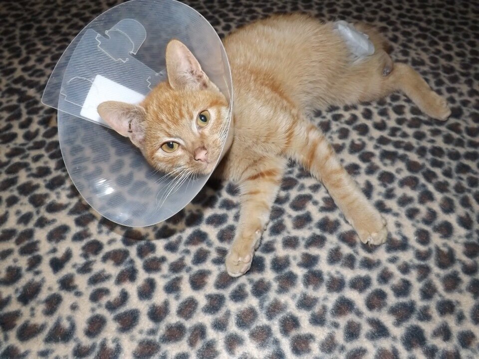 Форест на передержке