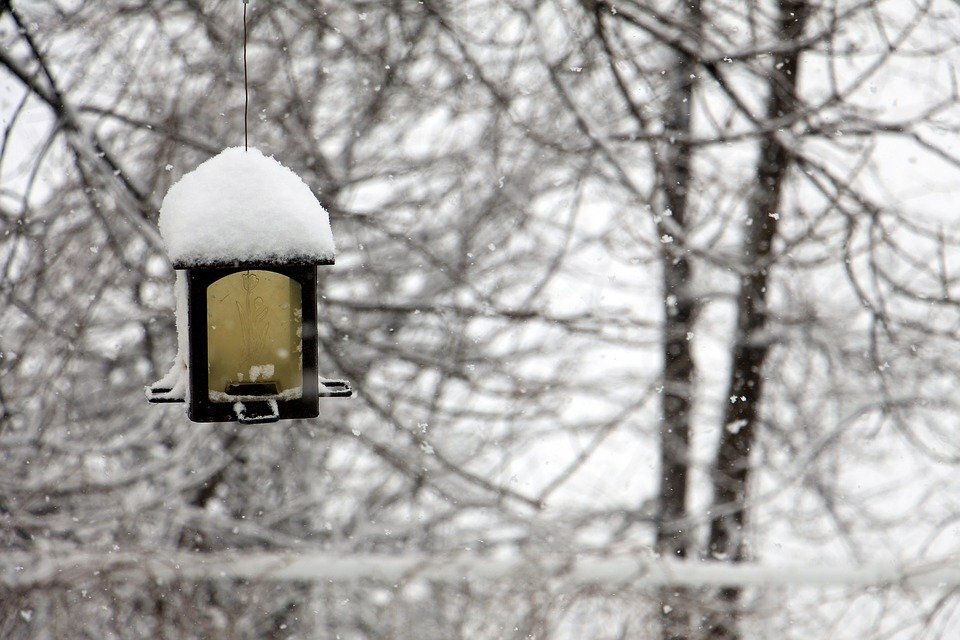 https://pixabay.com/photos/winter-manger-feeder-birds-bird-1428270/