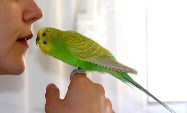 обучение попугая человеческой речи