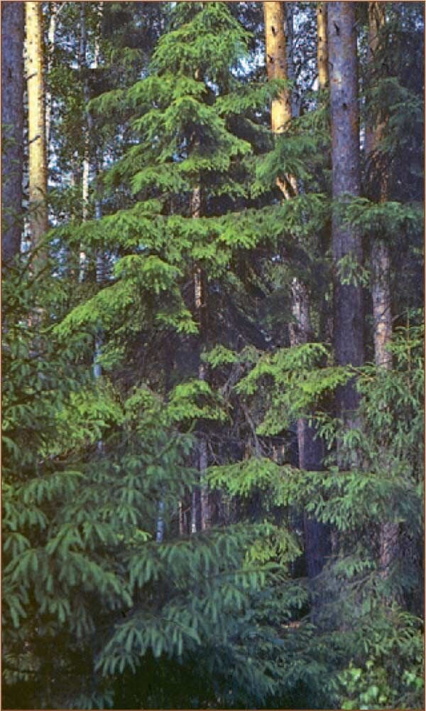 Яндекс. Картинки